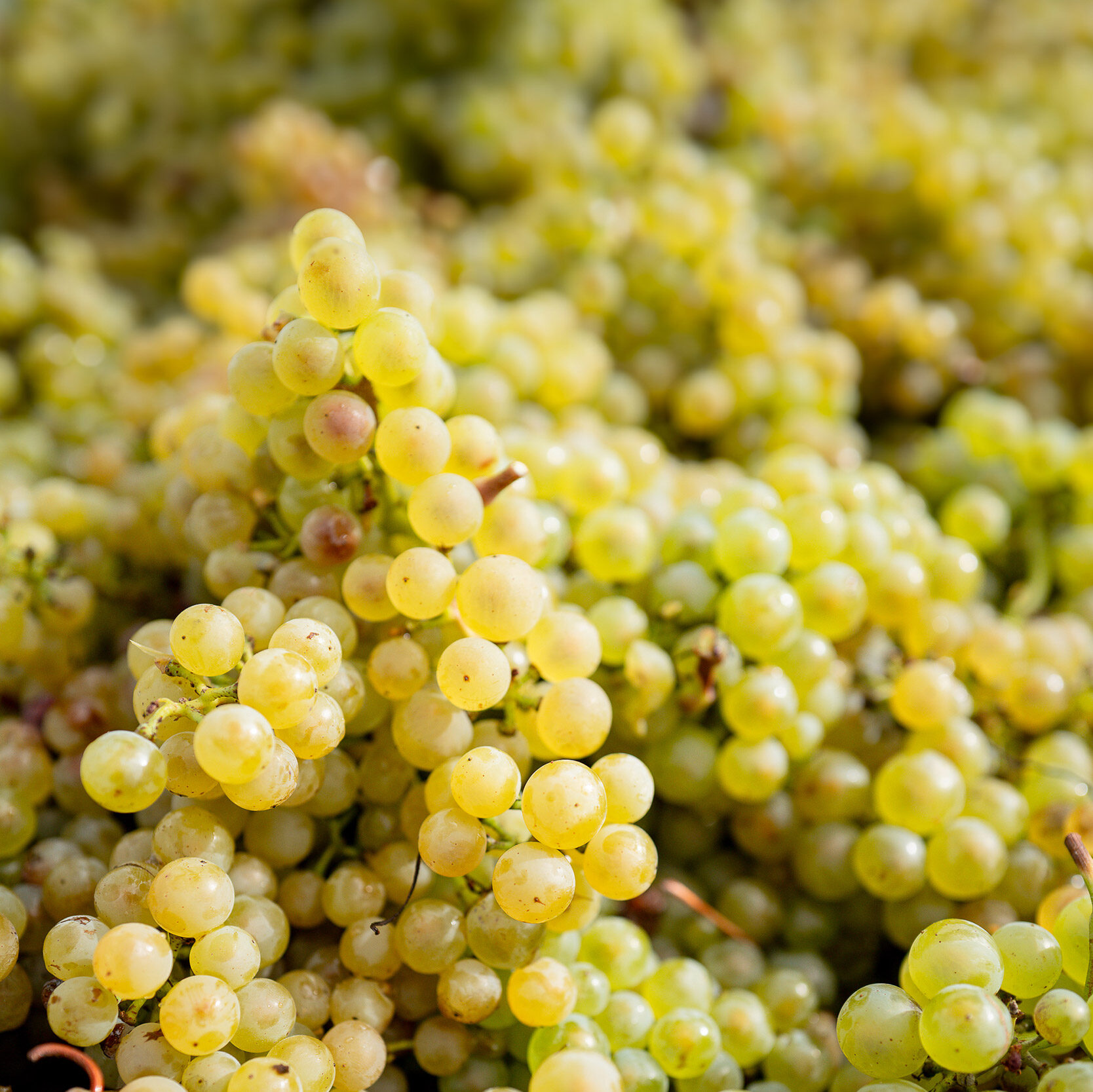 Chardonnay bio fraîchement vendangé