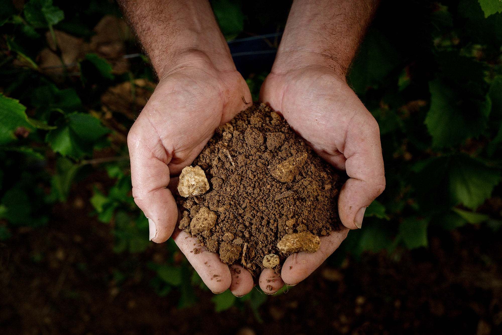 Terre des vins bio de Nicolas Delfaud
