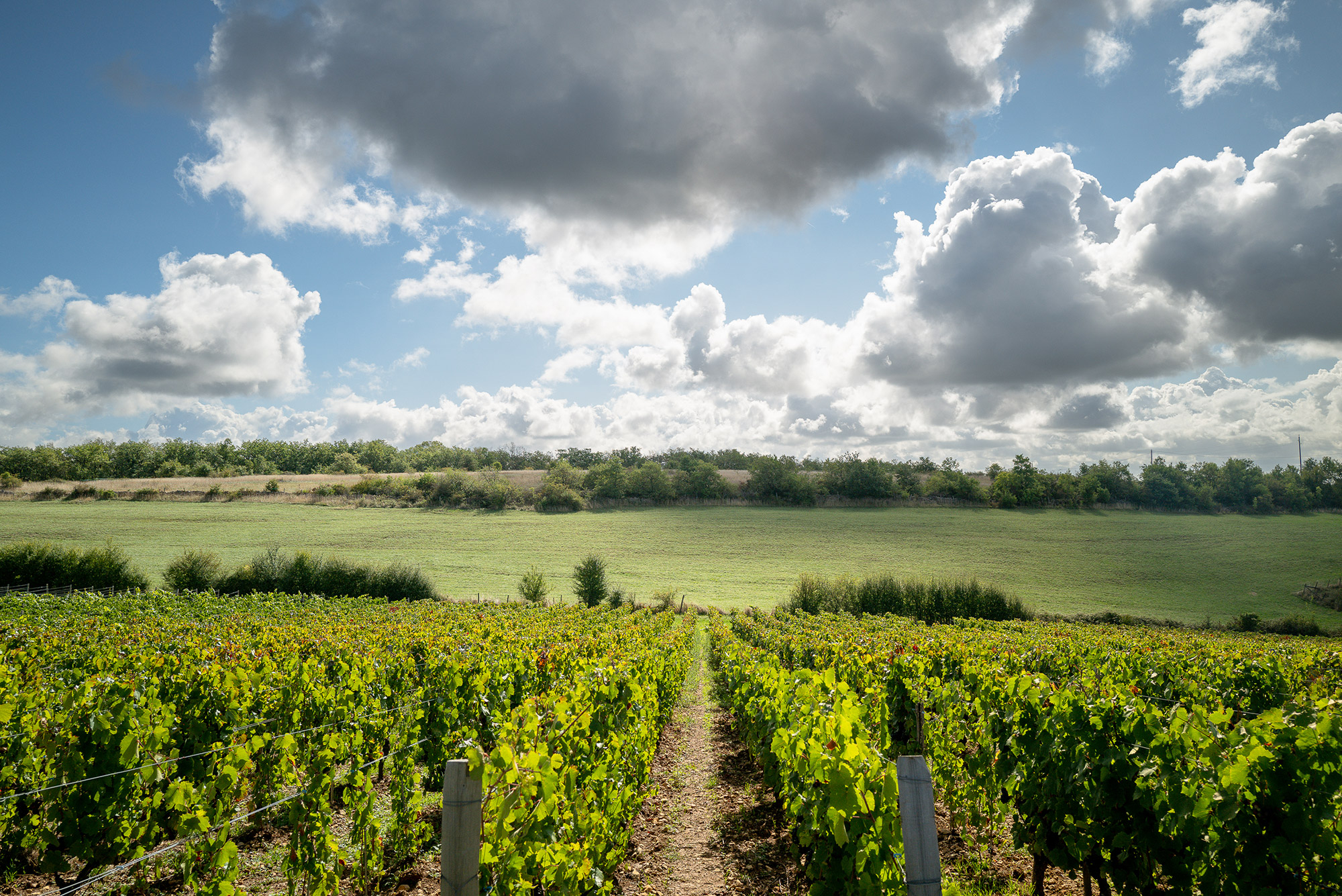 Vignes de chardonnay en bio orientées sud est