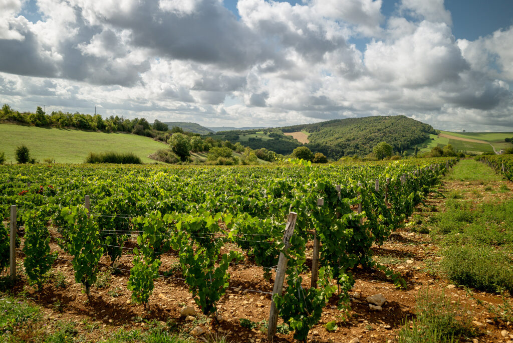 Vignes de chardonnay bio en altitude